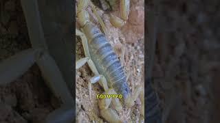 Falcon Battles Scorpion To Become Supreme Hunter
