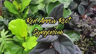 Red Arrow Root Syngonium | Plants and plants | Short