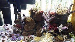 From brackish to marine