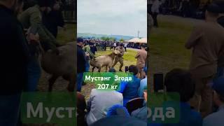 Мустанг чемпион 207кг #арашан #овцы #животные #2025 #выставка #ингушетия #чемпион #топ #фермер