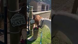 #shorts Miniature horse gets a new friend after a long wait #horse #mini #friends #rescue