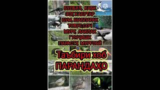 ТАЪБИРИ ХОБ.Дар хоб дидани паррандахо:Кабк дар хоб,Кафтар дар хоб,Бум дар хоб, Мург дар хоб ва гайра