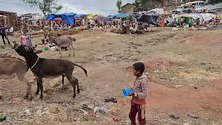 donkey mating