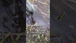 Chasing Bass Thumb! #fishing #shorts