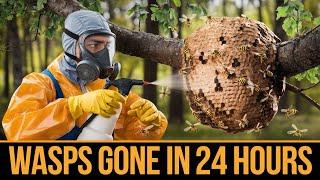 I Eliminated Wasps in 24 Hours Using These Local Exterminators