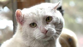 Shelter cat was sad so they sent him to nursing home