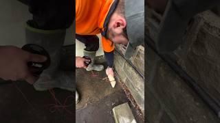 AN IMPORTANT TASK FOR FERRETS#viralvideos #cuteanimals