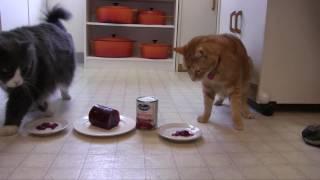 Will Tuffy the cat eat cranberry sauce?