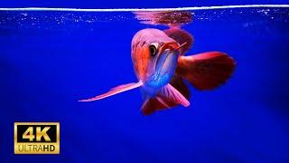 Amazing Aquarium Arowana Fish 4k in Ultra Hd