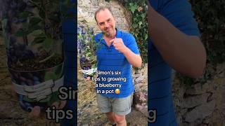 How to grow blueberries by Simon Akeroyd #growyourgroceries #gardeningforbeginners #growyourownfood