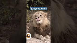 How long do LIONs sleep? | Educational Videos for Kids | @ItsyBitsieTime #IBTVideo #animalshorts