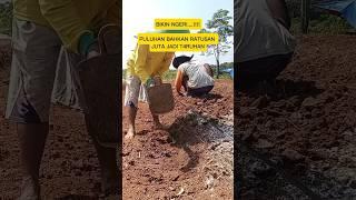Bertani cabe itu potensinya besar resikonya juga bikin ambyar #petanicabe #pertanian