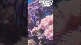 Mandarinfish Love Dance: Nature’s Underwater Glow Show!  | Biotic World