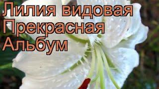 Лилия видовая Прекрасная Альбум (lilium)  обзор: как сажать, луковицы лилии Прекрасная Альбум