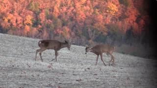 Bree-Zee Lodge Productions 2017 Promo