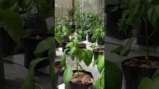 Grow plants without soil. #Hydroponics #RainGutterGrowSystem