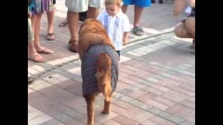 Cleo the Golden Retriever at Mallory Square Sunset Celebration