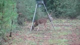 Trinity, Texas Deer Hunting 11 pt