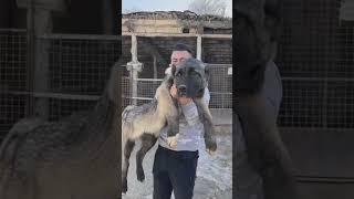 most Aggressive Turkish Kangal dog transformation   #shorts (2m)