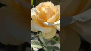 Beauty of amazing rose flower || Home Gardening | #flowers#youtubeshorts#trendingshorts#shorts#rose