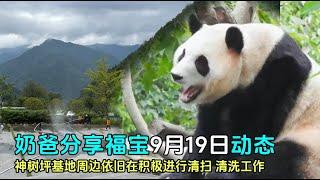 9月19日奶爸更新福宝最新动态，神树坪清扫工作依旧进行中#panda #푸바오 #zoo #fubao