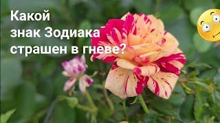 Какой знак Зодиака страшен в гневе? Самый богатый, самый ревнивый, самый жадный? / Гороскоп