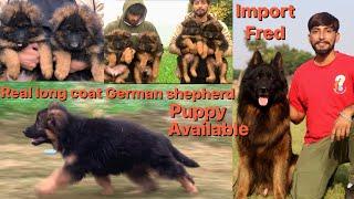 Long hair German shepherd puppy | import