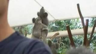 Koala fanno sesso in diretta mentre giornalista parla.flv