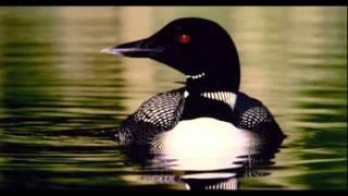 LOON SOUND EFFECT IN HIGH QUALITY