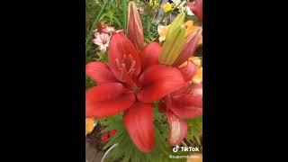 Lilium longiflorum flowers garden 