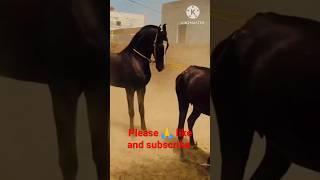 Punjabi horse with meeting #shorts #short #meeting #horse