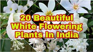 20 Best WHITE Flowering Plants/Some White Fragrant Flowers/खूबसूरत सफेद फूलों वाले पौधे/