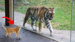 Incredible Cats vs Wild Animals Caught On Camera!