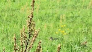 Dirvinis vieversys (Alauda arvensis) puotauja #birds