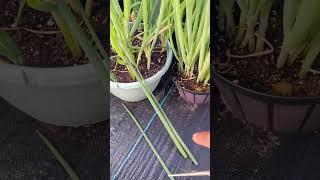 Never Buy Scallions again When harvested this way ! #greenonion #gardening #greentgarden