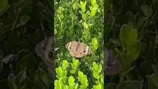 Common Buckeye Butterfly