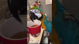 A mischievous parrot finds a patient owner #parrot #shorts #animals #pet