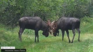 Three Bull Moose, None of Them Equal in Status Part 3 #moose #bullmoose