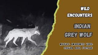 Wild Encounters | Indian Grey Wolf | Wildlife Awareness Video | Civilian Area Footage