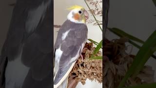 Wildgrass bouquet for the babes  #cockatiel   #budgies