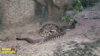 rattlesnakes looking for mating