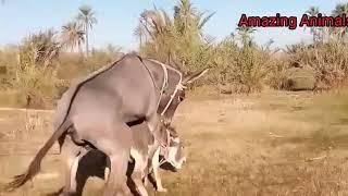 Donkey reproduction # viral #amazing #viralvideo #video