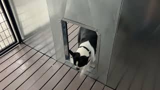 Quick N Clean Dog Kennel Pod Transfer Door