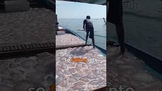 Jellyfishing Like a Master