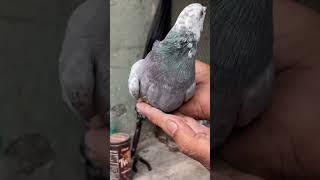 Bad style Kabutar pigeon time #kbooter #shorts #kabutar #shortsvideo #pigeon #youtubeshorts #birds