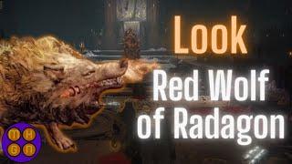 Mindful Look at Red Wolf of Radagon [Elden Ring]