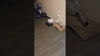 Маленькая охотница Снежка #снежкаtv #catlover #cat #СнежкаTV