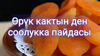 Өрүк кактын ден соолукка пайдасы