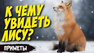 К чему увидеть лису? Приметы и интересные факты про лису