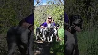 Sugarite Canyon Trip #gsp #camping #airstream #sugarite #newmexico #stateparks #campingdog